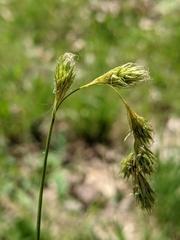 Carex foenea