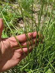 Carex foenea