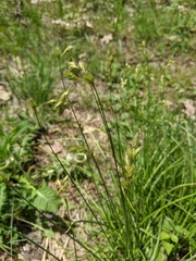 Carex foenea