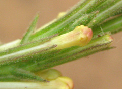 Chascanum hederaceum var. hederaceum image