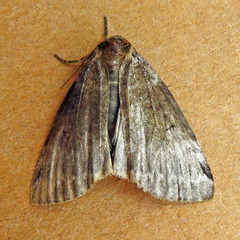Tetheella fluctuosa