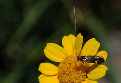 Cauchas fibulella