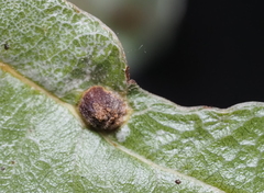 Andricus highlandensis