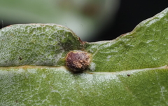 Andricus highlandensis