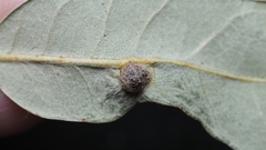 Andricus highlandensis