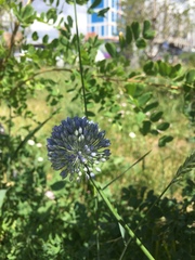 Caerulea
