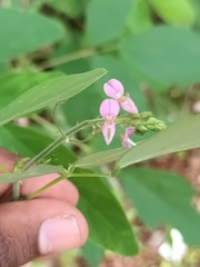 Desmodium