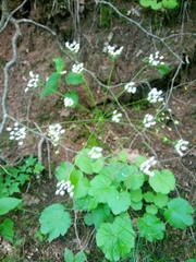 Pimpinella tripartita