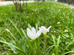 Zephyranthes robusta