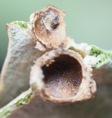 Andricus highlandensis