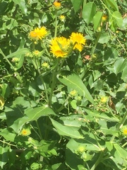 Piperales