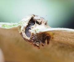 Andricus highlandensis