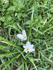 Zephyranthes robusta
