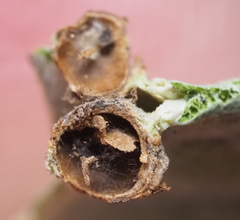 Andricus highlandensis