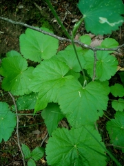 Pimpinella tripartita