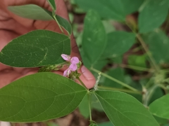 Desmodium