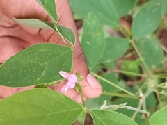 Desmodium