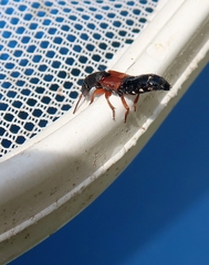 Platydracus stercorarius