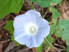 Ipomoea