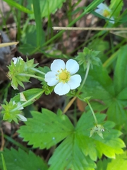 Fragaria vesca