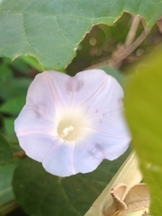 Ipomoea