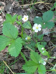 Fragaria vesca
