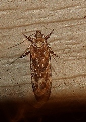 Chionodes thoraceochrella