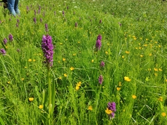 Dactylorhiza incarnata