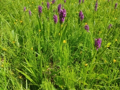 Dactylorhiza incarnata