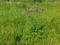 Dactylorhiza incarnata