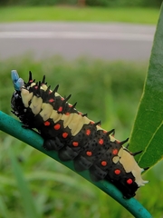 Papilio clytia clytia
