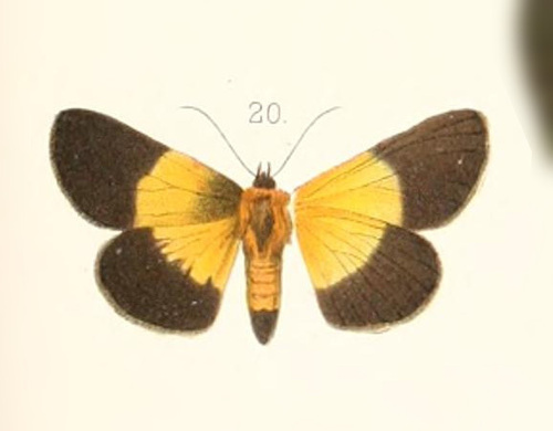 Arrothia bicolor