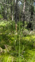 Carex oligosperma