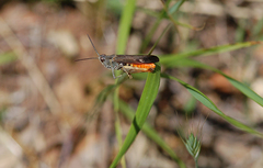 Omocestus rufipes