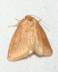 Tortricidia testacea