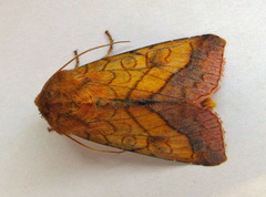 Pyrrhia umbra