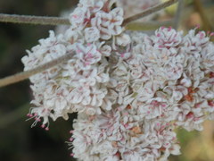 Eriogonum fasciculatum fasciculatum