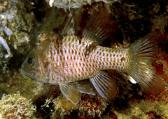 Pristicon trimaculatus