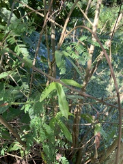Aristolochia trilobata