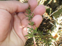 Eriogonum fasciculatum fasciculatum