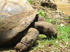 Aldabrachelys gigantea