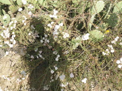 Eriogonum fasciculatum fasciculatum