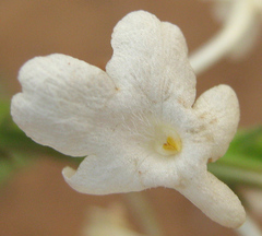 Chascanum hederaceum var. hederaceum image
