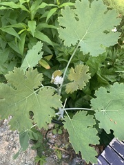 Macleaya