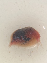 Cyzicus californicus
