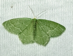 Thalera pistasciaria