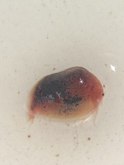 Cyzicus californicus