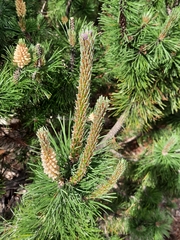 Pinus
