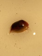 Cyzicus californicus