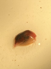 Cyzicus californicus